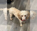 Small #2 Poodle (Toy)