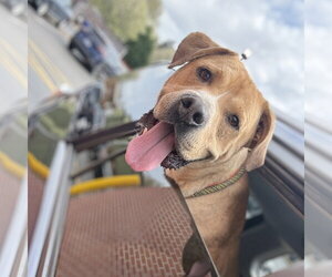 Powerade - Male Labrador Retriever-Unknown Mix Dog for Adoption - Photo #3