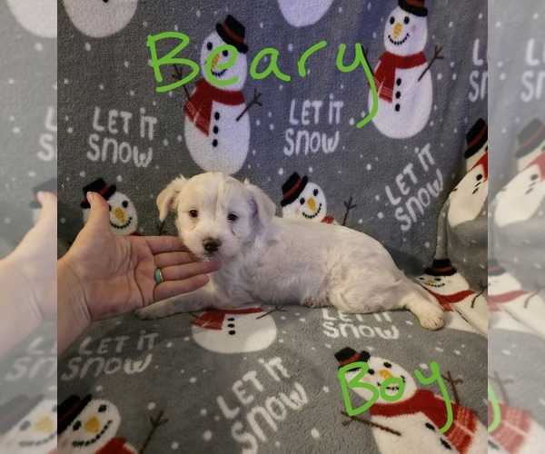 Medium Photo #25 Chizer Puppy For Sale in MONTEZUMA, GA, USA