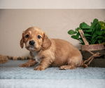 Small #2 Dachshund