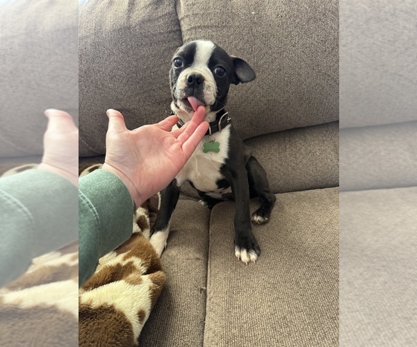 Medium Photo #1 Boston Terrier Puppy For Sale in ADAIRSVILLE, GA, USA