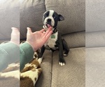 Small Boston Terrier