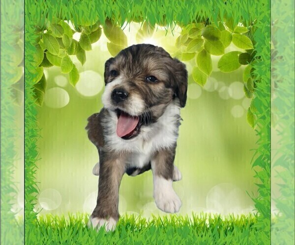 Medium Photo #140 Bernedoodle (Miniature) Puppy For Sale in BLACK FOREST, CO, USA