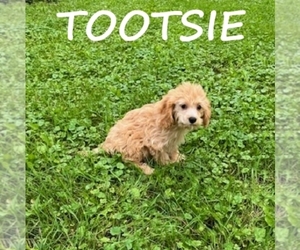 Cock-A-Poo Puppy for sale in HARTLAND, MN, USA