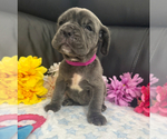 Small #3 Neapolitan Mastiff