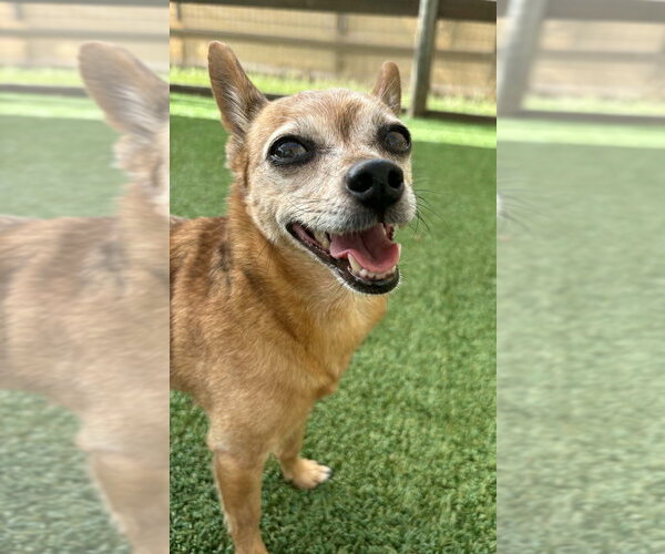 Medium Photo #2 Chihuahua-Unknown Mix Puppy For Sale in oakland, FL, USA