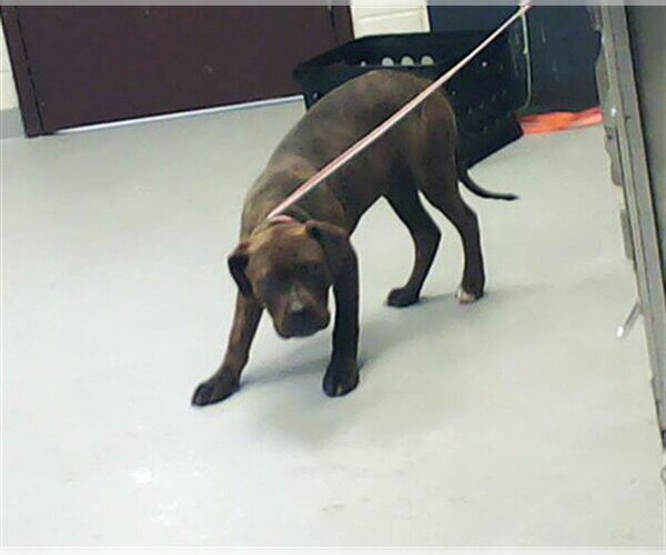 Medium Photo #1 Mutt Puppy For Sale in Fayetteville, NC, USA