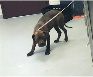 Mutt Dogs for adoption in Fayetteville, NC, USA