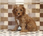 Small #3 Cavapoo (Miniature)