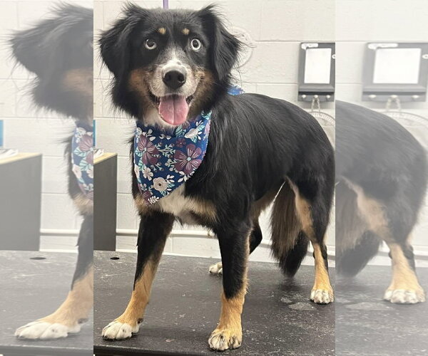Medium Photo #1 Australian Shepherd-Unknown Mix Puppy For Sale in Rustburg, VA, USA