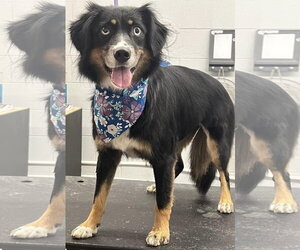 Australian Shepherd-Unknown Mix Dogs for adoption in Rustburg, VA, USA