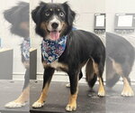 Small Australian Shepherd Mix