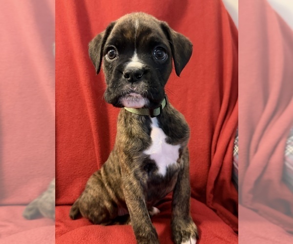 Medium Photo #1 Boxer Puppy For Sale in LANSING, MI, USA
