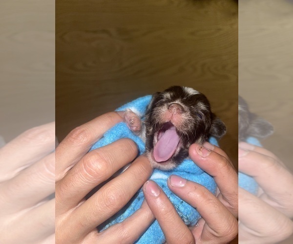 Medium Photo #2 Yorkshire Terrier Puppy For Sale in ROCKFORD, IL, USA