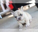 Small #14 French Bulldog