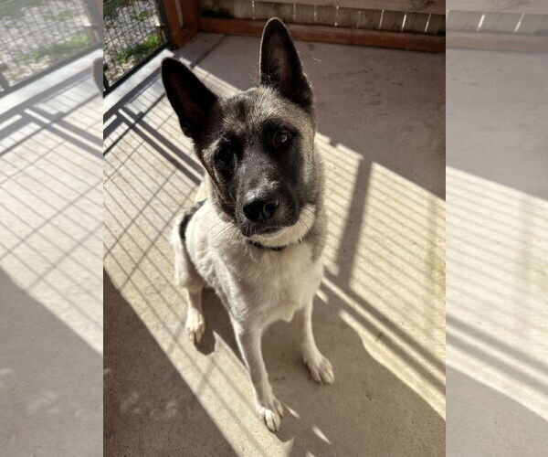 Medium Photo #2 Akita Puppy For Sale in Pottstown, PA, USA