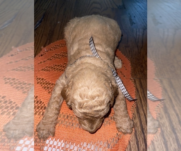 Medium Photo #9 Goldendoodle Puppy For Sale in RESACA, GA, USA