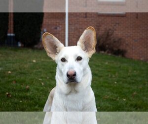 - Mix Dogs for adoption in Hoffman Estates, IL, USA