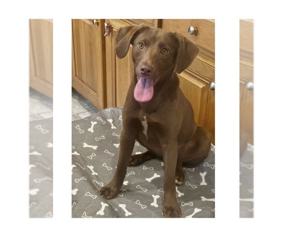 Medium Photo #3 Lab-Pointer Puppy For Sale in Mooresville, NC, USA