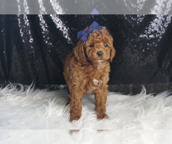 Medium Photo #3 Poodle (Toy) Puppy For Sale in WARSAW, IN, USA