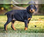 Small Photo #5 Doberman Pinscher Puppy For Sale in MOUNT OLIVE, NC, USA