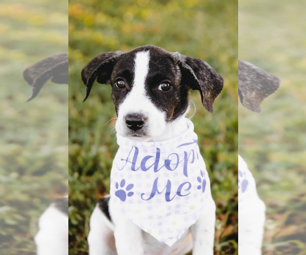 Medium Photo #3 Labbe Puppy For Sale in Princeton, MN, USA