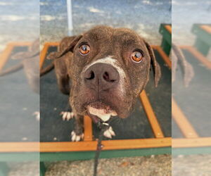 Boxer-Unknown Mix Dogs for adoption in Palmetto, FL, USA