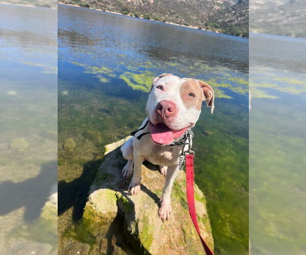 Medium Photo #5 American Bulldog-American Staffordshire Terrier Mix Puppy For Sale in San Diego, CA, USA