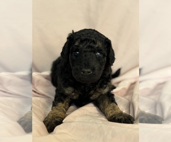 Medium Photo #9 Bernedoodle (Miniature) Puppy For Sale in LONGMONT, CO, USA