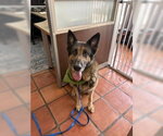 Small #4 German Shepherd Dog