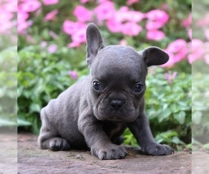 French Bulldog Puppy for sale in FAIRHAVEN, MA, USA