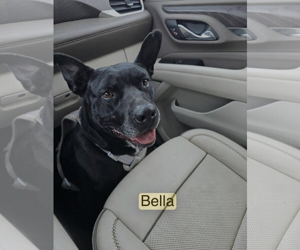 Medium Photo #1 American Pit Bull Terrier-Unknown Mix Puppy For Sale in Farmerville, LA, USA