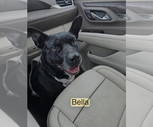American Pit Bull Terrier-Unknown Mix Dogs for adoption in Farmerville, LA, USA