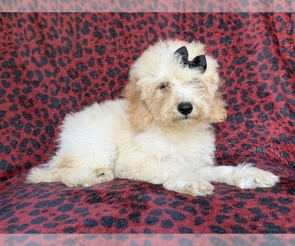 Medium Photo #6 Cockapoo (Miniature) Puppy For Sale in LAKELAND, FL, USA
