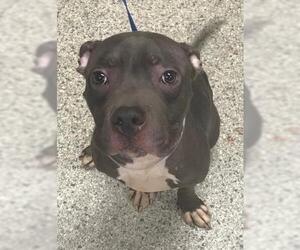 American Staffordshire Terrier Dogs for adoption in Conroe, TX, USA