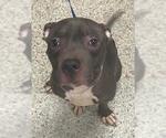 Small American Staffordshire Terrier