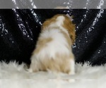 Small #5 Cavalier King Charles Spaniel