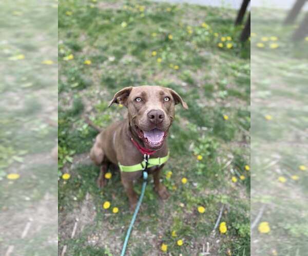 Medium Photo #13 Mutt Puppy For Sale in Elmsford, NY, USA