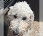Small #3 Poodle (Standard) Mix