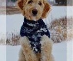 Small Photo #1 Goldendoodle Puppy For Sale in BEMIDJI, MN, USA