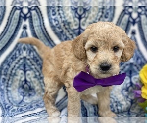 Poodle (Miniature) Puppy for sale in LANCASTER, PA, USA