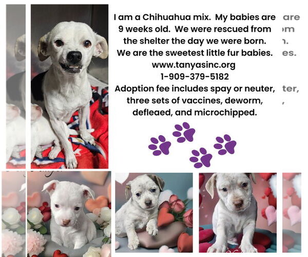 Medium Photo #4 Chihuahua-Unknown Mix Puppy For Sale in Phelan, CA, USA