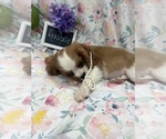 Small #4 Cavalier King Charles Spaniel