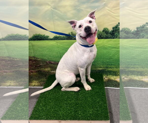Medium Photo #2 Mutt Puppy For Sale in Euless, TX, USA