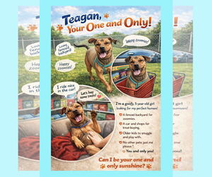 Mutt Dogs for adoption in Thomasville, NC, USA