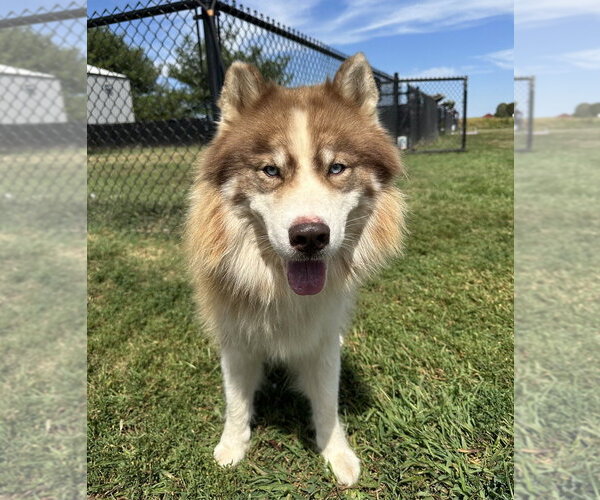 Medium Photo #2 Siberian Husky Puppy For Sale in Evansville, IN, USA
