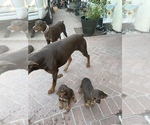 Small Photo #1 Doberman Pinscher Puppy For Sale in SANTA ANA, CA, USA