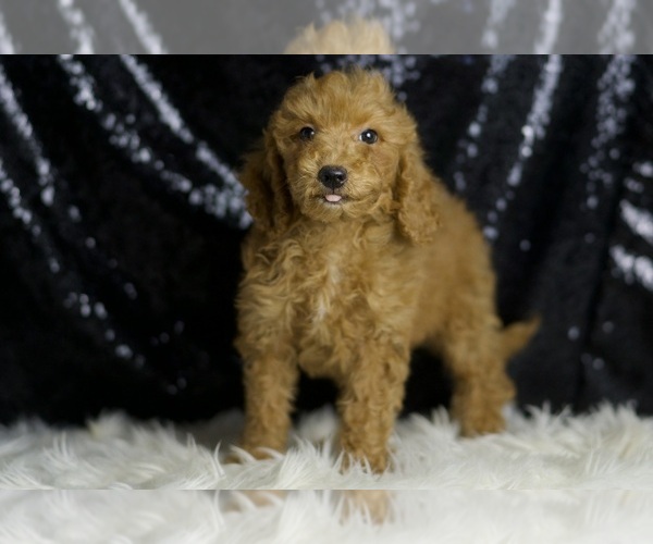 Medium Photo #2 Goldendoodle (Miniature) Puppy For Sale in WARSAW, IN, USA