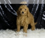 Small #1 Goldendoodle (Miniature)