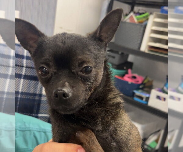 Medium Photo #1 Chihuahua Puppy For Sale in Chico, CA, USA